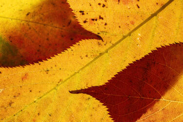 Ross Hoddinott | Nikon magazine