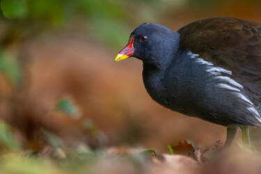 Nikon magazine - beginner bird photography with the Z5II and Samuel Houcken